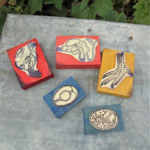 Tampons Anatomie