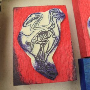 Tampons Anatomie